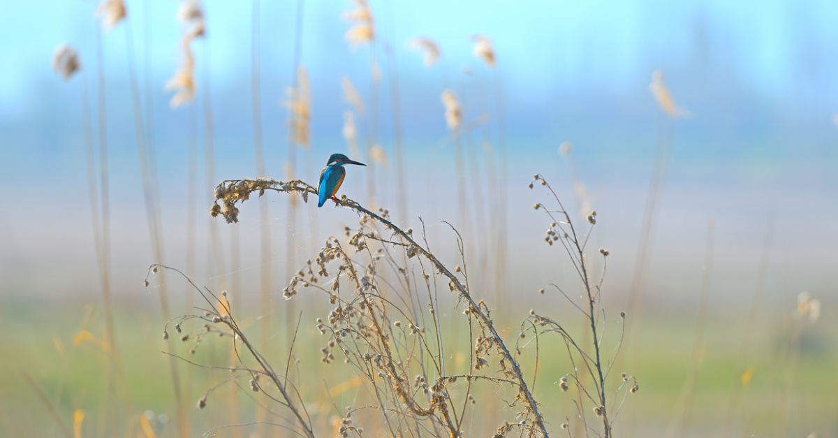Birding Notebook: Best Bird Watching Journals in 2024